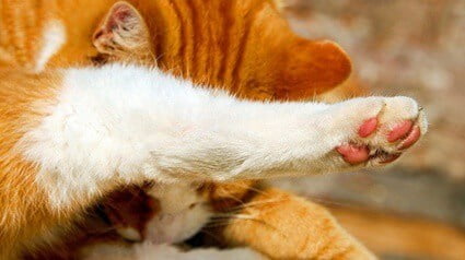 why do cat paw pads change colors?