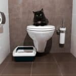 why do cats drink from toilets?