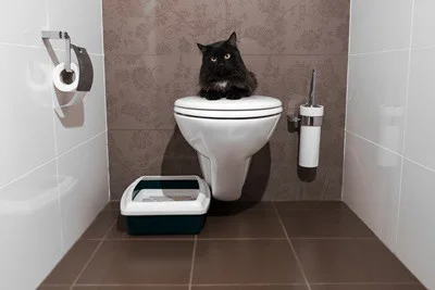 why do cats drink from toilets?