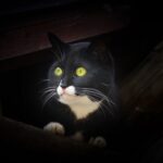 why do cats eyes glow at night?