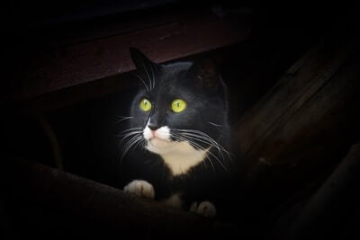 why do cats eyes glow at night?