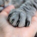 why do cats get mad when you touch their paws?