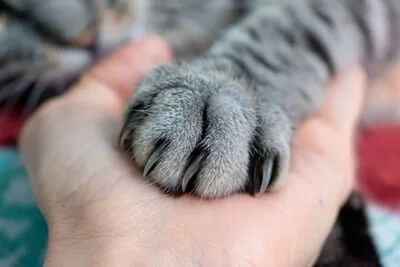 why do cats get mad when you touch their paws?