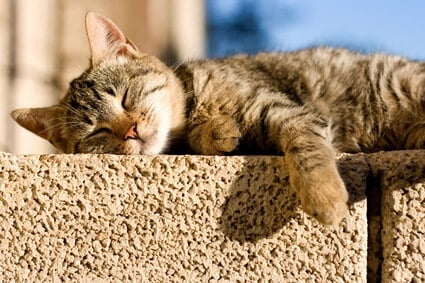 why do cats like sunbathing?