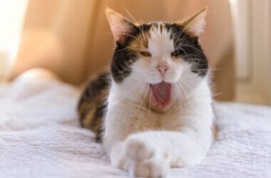 why do cats yawn when you look at them?