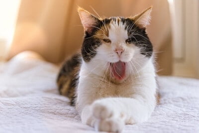 why do cats yawn when you look at them?