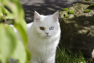 Odd-eyed cat genetics