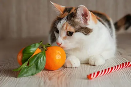 are orange peels bad for cats?