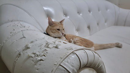 Scratching Leather Furniture, How To Have Leather Furniture With Cats