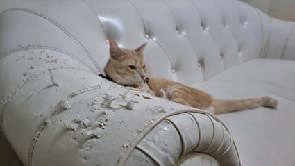 Recomended How to prevent my cat from scratching my leather couch Secretlab Design