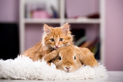 What Pets Get Along with Cats? (A Compatibility Guide)