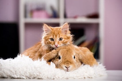 can cats be friends with rabbits?