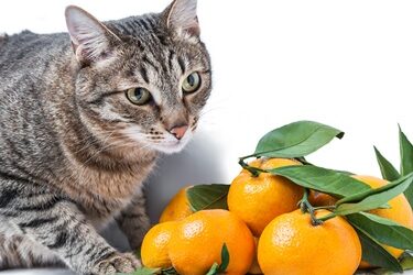 can cats eat oranges?