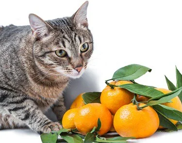can cats eat oranges?