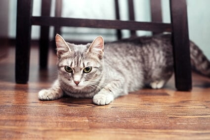 cat dragging bum on floor after poop