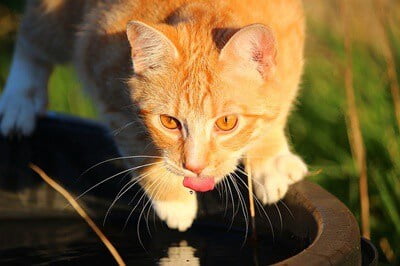 cat drinks own pee
