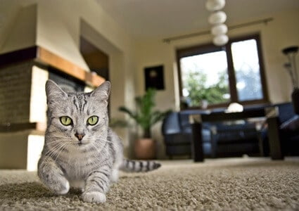 cat pulling itself along carpet