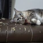 cat scratch deterrent for leather furniture