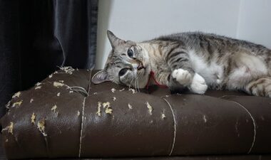 How To Stop Cats From Scratching Leather Furniture A Complete Guide