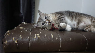 cat scratch deterrent for leather furniture