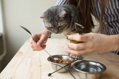 do cats like their water next to their food?