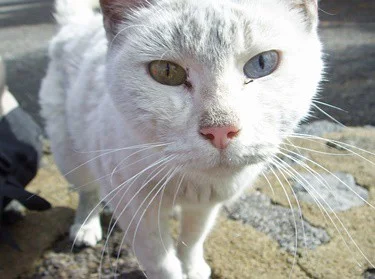 how does heterochromia affect cats?