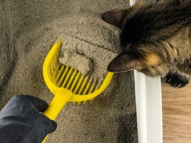how to get rid of cat urine odor in house