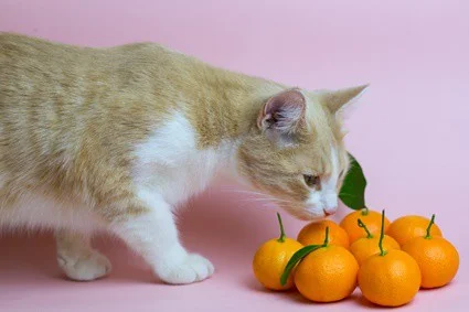 is it safe for cats to eat oranges?