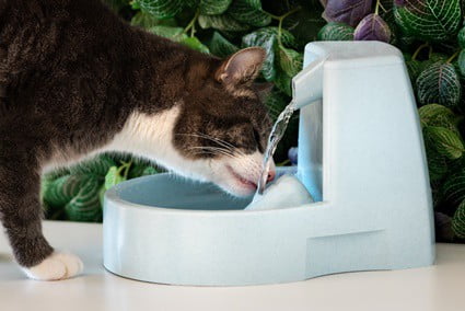 where should I put my cat's water bowl?