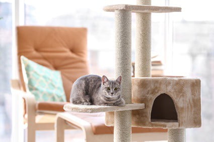 Is it cruel to keep a cat indoors all the time?