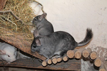 are chinchillas good with cats?