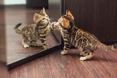 can cats recognize themselves in the mirror?