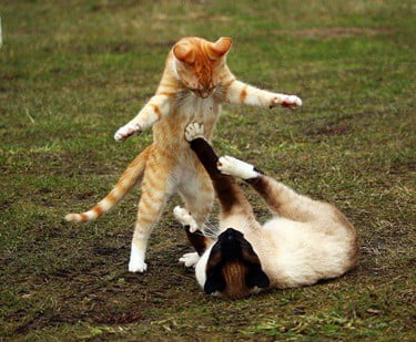 cat standing on hind legs fighting