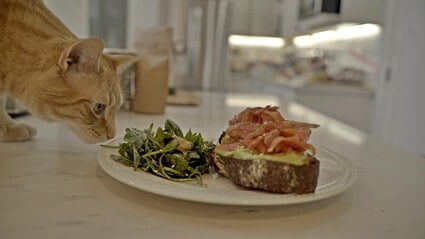 cat stealing food from plate