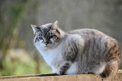 cats belly hanging down