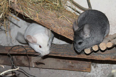 do cats and chinchillas get along