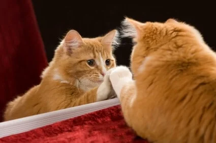 do cats have mirror recognition?