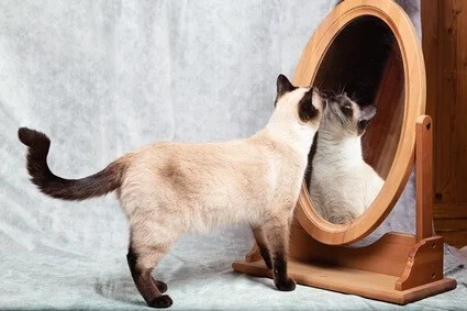 do cats understand mirrors?