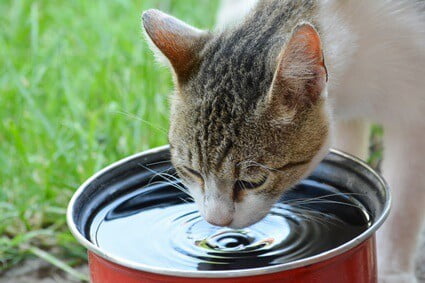 how to get a cat to drink water