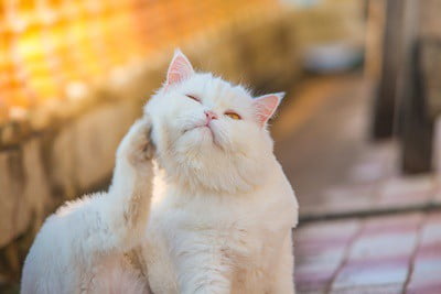 how to remove skin tags on cats