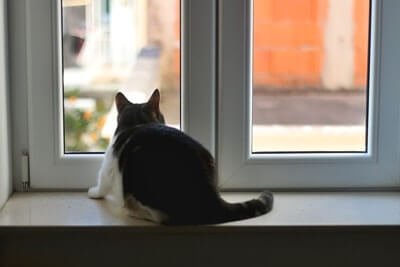 reasons-to-keep-cats-indoors
