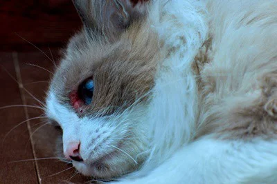 small skin tag on cat