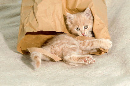 why do cats like paper bags?