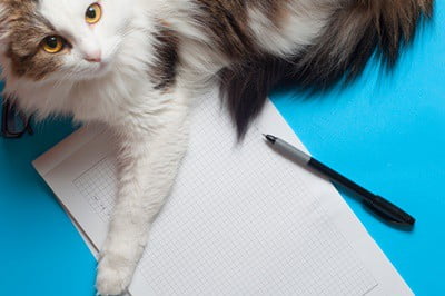 why do cats sleep on paper?