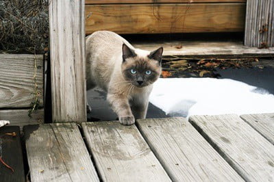 why do some cats have low hanging bellies?