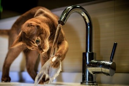 why would a cat not want to drink water?