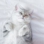 How Do Cats Fall Asleep So Fast?