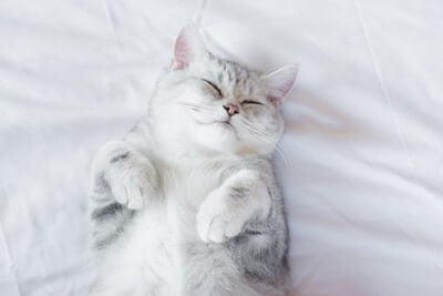 How Do Cats Fall Asleep So Fast?