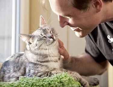can cats smell human hormones?