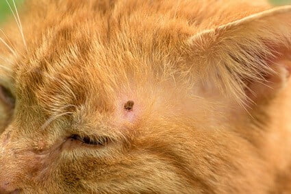 cat has scabs and hair loss